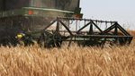 Musim Panen Jadi Musim Merana di Ladang Gandum China Musim Panen Jadi Musim Merana di Ladang Gandum China