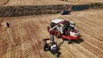 Musim Panen Jadi Musim Merana di Ladang Gandum China Musim Panen Jadi Musim Merana di Ladang Gandum China