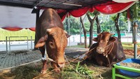 Sapi kurban Prabowo bernama Brawijaya berbobot 1,25 ton, sedangkan sapi kurban Gibran bernama Jack seberat 1,1 ton yang berada di Istiqlal. (Foto: Adrial/detikcom)