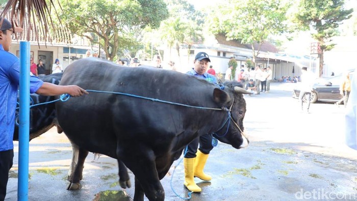 Penyembelihan sapi kurban Presiden Prabowo untuk warga Kota Malang