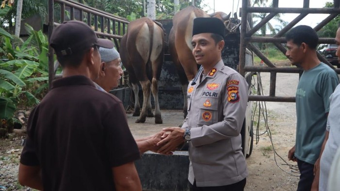 Polres Rohul menyalurkan 10 ekor sapi kurban kepada masyarakat.