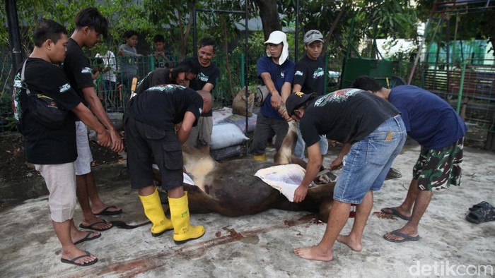 Potret Warga Bekasi Gotong Royong Sembelih Hewan Kurban Umat muslim melakukan pemotongan sapi di halaman Mushola Al Amanah, Perumnas 3, Kota Bekasi, Jawa Barat, Jumat (6/6/2025).