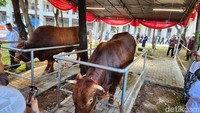 Acara makan bersama anak yatim itu akan digelar Minggu (8/5/2025) di selasar Al Fattah Istiqlal. Sementara untuk sapi kurban lainnya, akan dibagikan ke masyarakat. (Foto: Adrial/detikcom) 