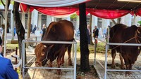 Direktur Media Istiqlal, Asdar saat dihubungi, Jumat (6/5/2025) mengatakan daging sapi kurban milik Presiden dan Wakil Presiden tidak dibagikan ke masyarakat. Nantinya daging sapi akan diolah untuk acara makan bersama 2 ribu anak yatim. (Foto: Adrial Akbar/detikcom)