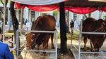 Ini Brawijaya dan Jack, Sapi Kurban 1 Ton Lebih Prabowo-Gibran di Istiqlal Ini Brawijaya dan Jack, Sapi Kurban 1 Ton Lebih Prabowo-Gibran di Istiqlal