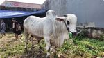 Masya Allah! Raffi Ahmad Kurban 22 Sapi dan 90 Kambing