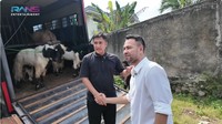 Ini potret beberapa kambing yang akan dikurbankan oleh Raffi Ahmad. Prosesi serah terima itu dilakukan langsung oleh Irfan Hakim. Foto: Instagram/YouTube