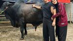 Masya Allah! Raffi Ahmad Kurban 22 Sapi dan 90 Kambing