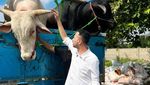 Masya Allah! Raffi Ahmad Kurban 22 Sapi dan 90 Kambing