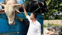 Ini momen Raffi menyapa sapi-sapi kurban miliknya. Jenis sapi yang akan dikurbankan berbeda-beda. Foto: Instagram/YouTube