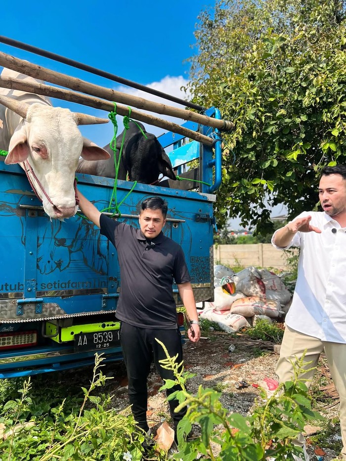 Masya Allah! Raffi Ahmad Kurban 22 Sapi dan 90 Kambing