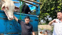 Begini momen Irfan Hakim ketika mengantarkan sapi kurban milik Raffi Ahmad. Sapi-sapi itu diberikan Raffi kepada keluarga dan kerabatnya. Foto: Instagram/YouTube