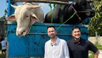 Masya Allah! Raffi Ahmad Kurban 22 Sapi dan 90 Kambing