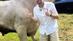 Masya Allah! Raffi Ahmad Kurban 22 Sapi dan 90 Kambing