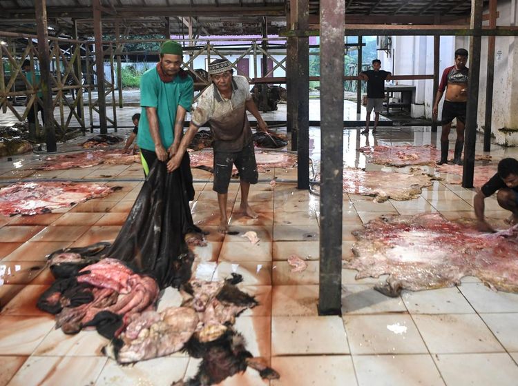 Raup Rezeki dari Kulit Sapi Kurban