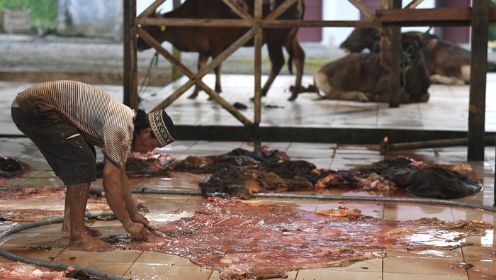 Raup Rezeki dari Kulit Sapi Kurban Pekerja mengambil kulit hewan sapi kurban untuk dibersihkan di Rumah Potong Hewan (RPH) di Samarinda, Kalimantan Timur, Jumat (6/6/2025). Menurut tukang jagal, kulit tersebut nantinya dijual kembali melalui pengepul seharga Rp6.000 per kilogramnya di sekitar Kalimantan atau pun Jawa untuk diolah sebagai bahan makanan ataupun pabrik garmen. ANTARA FOTO/M Risyal Hidayat/foc.