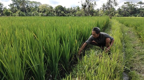 Salah satu petani di Subak Blahkiuh, Badung, Bali, membersihkan gulma di lahan sawah yang terserang tungro, Jumat (6/6/2025) sore. (Agus Eka/detikBali)
