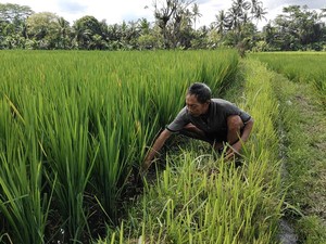 Petani Gelisah, Lima Hektare Sawah Desa Blahkiuh Diserang Tungro