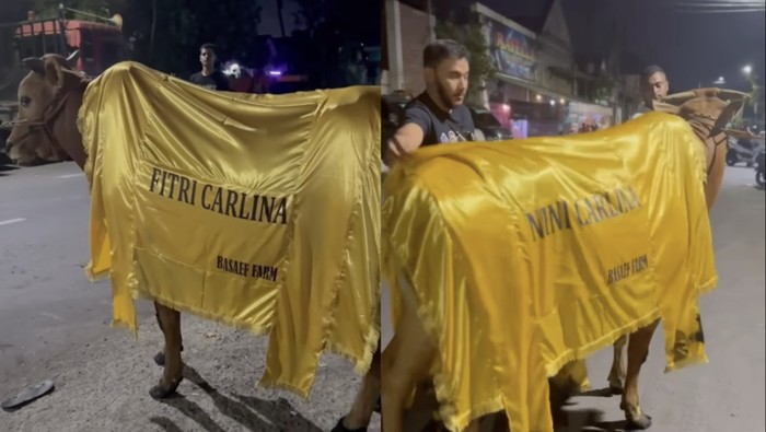 Sapi artis Sapi-sapi kurban para artis.