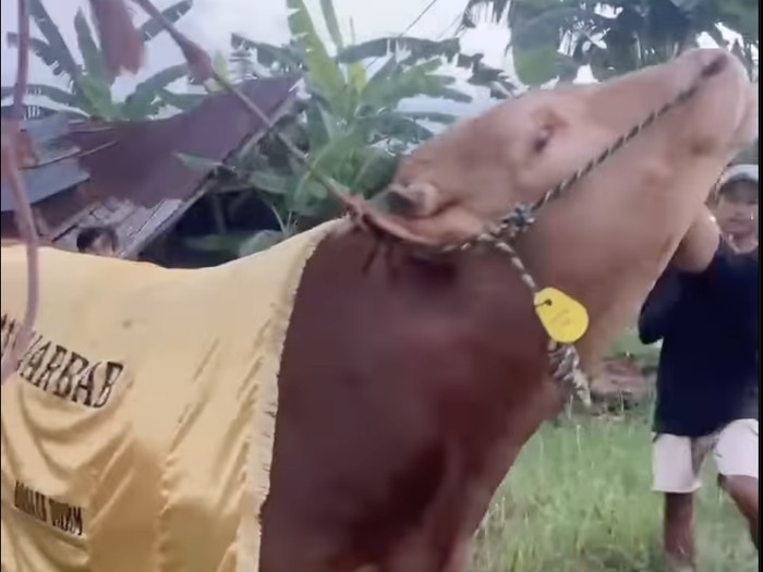 Sapi artis Sapi-sapi kurban para artis.