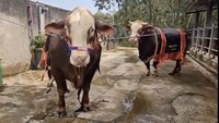 Dua dari lima sapi Inul Daratista dan keluarga. Sapi-sapi kurban milik Inul Daratista berukuran jumbo. Foto: dok. Instagram Inul Daratista