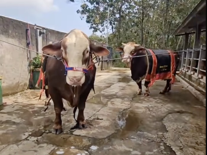 Sapi kurban Sapi-sapi kurban artis.