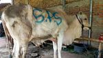 Sapi-sapi Kurban Jumbo Seleb: Milik Raffi Ahmad hingga Inul