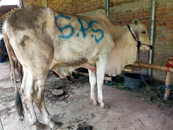 Sapi kurban Sapi-sapi kurban artis.