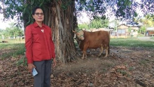 Sapi kurban bantuan presiden Prabowo Subianto untuk umat Islam di Kabupaten Nagekeo, NTT. (Istimewa)