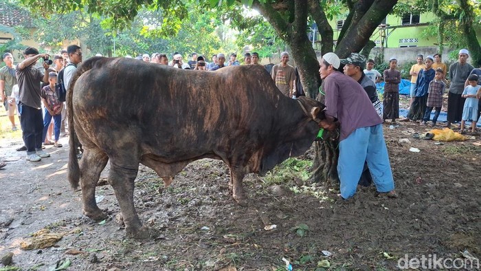 Sapi kurban Prabowo di Bogor. (Sholihin/detikcom)
