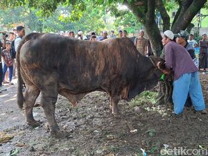 Prabowo Sumbang Sapi Kurban dari Peternak Lokal untuk Warga Kota Bogor