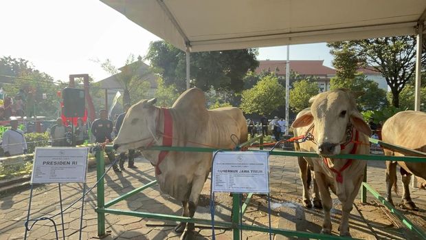 Sapi Kurban Prabowo Menarik Perhatian Warga
