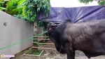 Haru! Momen Perpisahan Sonny Septian dan Fairuz dengan Sapi Kurban 1,2 Ton