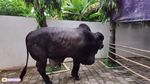 Haru! Momen Perpisahan Sonny Septian dan Fairuz dengan Sapi Kurban 1,2 Ton