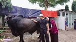 Haru! Momen Perpisahan Sonny Septian dan Fairuz dengan Sapi Kurban 1,2 Ton