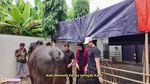 Haru! Momen Perpisahan Sonny Septian dan Fairuz dengan Sapi Kurban 1,2 Ton