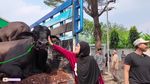 Haru! Momen Perpisahan Sonny Septian dan Fairuz dengan Sapi Kurban 1,2 Ton