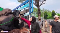 Melalui YouTube Sonfai Family (05/06/25), Sonny Septian dan istri ditemani dengan Irfan Hakim menyambut sapi tersebut yang akan dikurbankan di Rumah Quran Bintaro. Foto: YouTube Sonfai Family