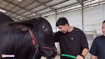 Haru! Momen Perpisahan Sonny Septian dan Fairuz dengan Sapi Kurban 1,2 Ton