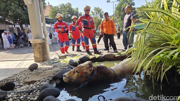 Sapi Kurban Tercebur Kolam