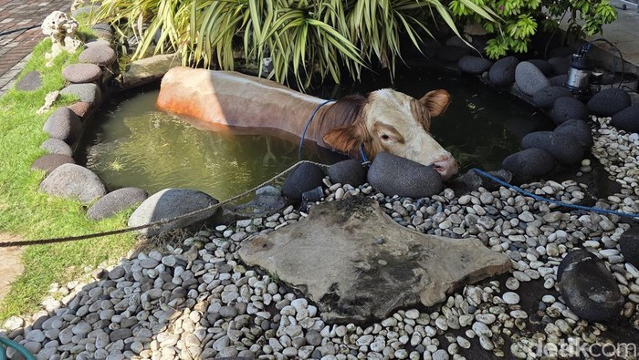 Sapi Kurban Tercebur Kolam