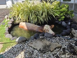 Sapi Kurban Dispendik Jatim Tercebur Kolam, Dievakuasi Damkar