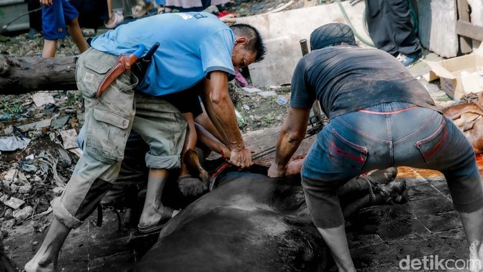 Semangat Kurban Warga Kebon Melati, Sembelih Kambing hingga Kerbau Warga menyembelih hewan kurban saat Idul Adha 1446 H di kawasan Kebon Melati, Jakarta, Jumat (6/6/2025). Hewan kurban kambing, sapi hingga kerbau disembelih usai umat muslim melaksanakan Salat Hari Raya Idul Adha 1446 H.