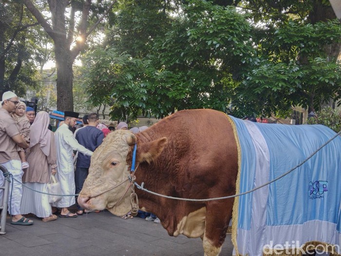 Si Mito, sapi jumbo bantuan Presiden Prabowo secara simbolis diserahkan Wali Kota Bandung M Farhan kepada pengurus DKM Masjid Al-Ukhuwah.