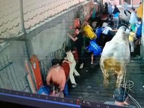 Ngerinya Amukan Sapi di Bandung