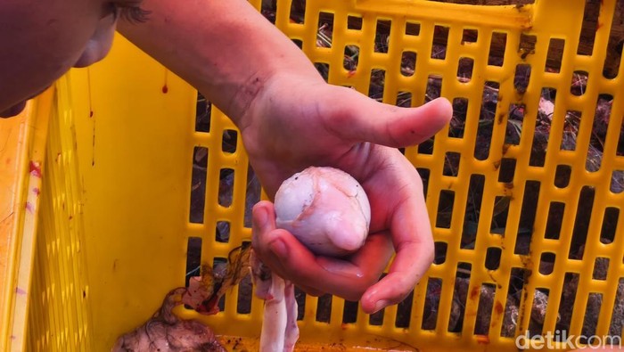 Pengalaman Hunting Torpedo Kambing, Biang Asam Urat yang Diam-diam Jadi Incaran