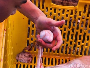 Pengalaman Hunting Torpedo Kambing, Biang Asam Urat yang Diam-diam Jadi Incaran