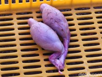 Video: Makan Torpedo Kambing Bisa Tingkatkan Vitalitas? Ini Kata Dokter