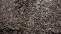 Menurut Dinas Lingkungan Hidup Kota Semarang, TPA Jatibarang maksimal dapat menampung sampah sekitar tiga-lima tahun ke depan dengan program jangka pendek mengubah sistem open dumping atau pembuangan terbuka menjadi sanitary landfill atau sistem memadatkan sampah kemudian ditimbun tanah pada 2026. Foto: ANTARA FOTO/Aji Styawan