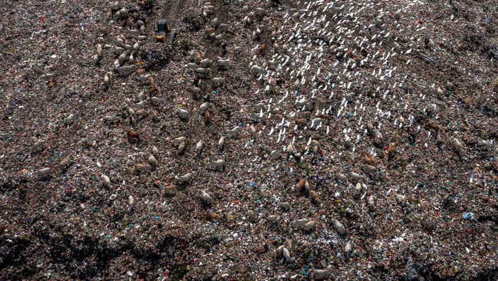 Petugas mengoperasikan alat berat untuk meratakan sampah yang diangkut truk sampah di Tempat Pembuangan Akhir (TPA) Jatibarang, Kecamatan Mijen, Kota Semarang, Jawa Tengah, Kamis (5/6/2025). Menurut Dinas Lingkungan Hidup Kota Semarang, TPA Jatibarang maksimal dapat menampung sampah sekitar tiga-lima tahun ke depan dengan program jangka pendek merubah sistem 'open dumping' atau pembuangan terbuka menjadi 'sanitary landfill' atau sistem memadatkan sampah kemudian ditimbun tanah pada 2026, dilanjutkan program jangka panjang melalui percepatan implementasi program pengelolaan sampah menjadi energi listrik (PSEL). ANTARA FOTO/Aji Styawan.